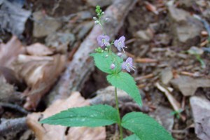 Veronica urticifolia (1200 x 800).jpg